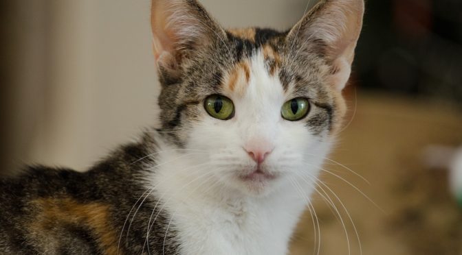 This is an image of a calico cat. It has green eyes and is looking directly at the viewer.